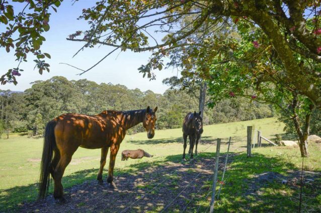 Budgong Lodge Kangaroo Valley NSW 18