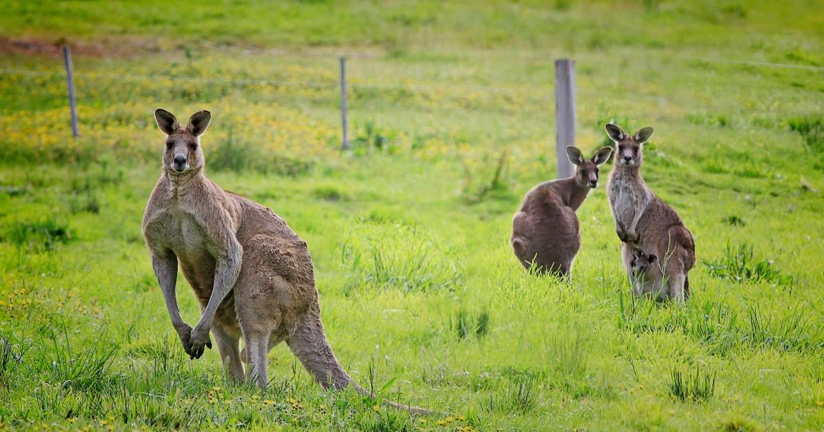 5 Reasons Why You Should Visit Kangaroo Valley - Kangaroo Valley Escapes