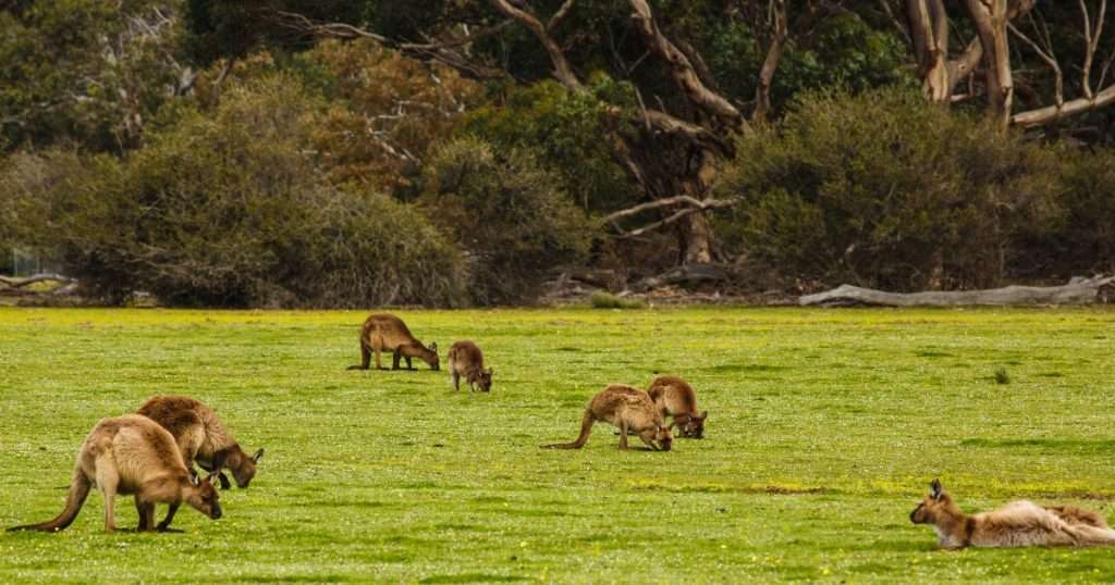 Where To See Kangaroo Valley Wildlife Kangaroo Valley Escapes