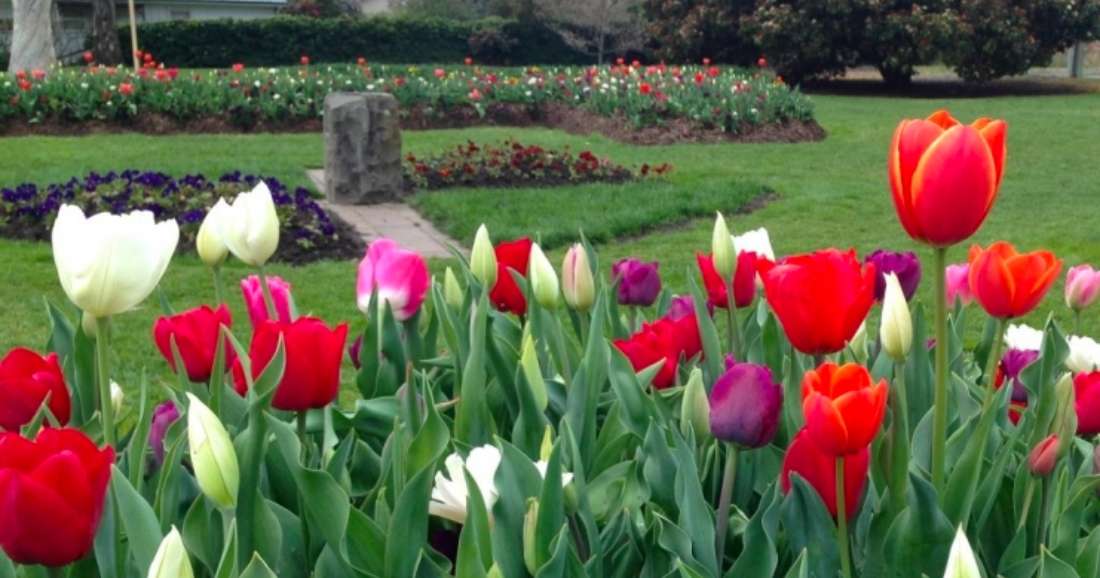 Bowral Tulip Festival 2023 What's on? Kangaroo Valley Escapes